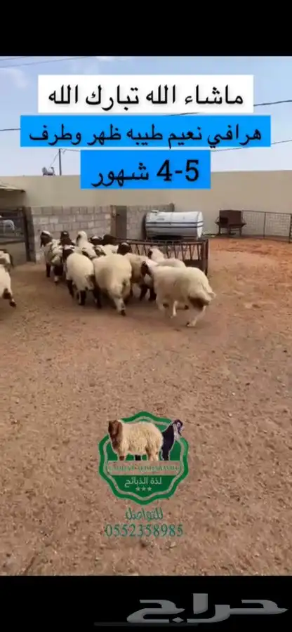 ذبيحتك جاهزه لباب بيتك مع خدمة تمارا تقسيط 1