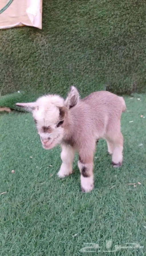 الماعز القزم الصغير الليف الجميل ماعز قزم 24