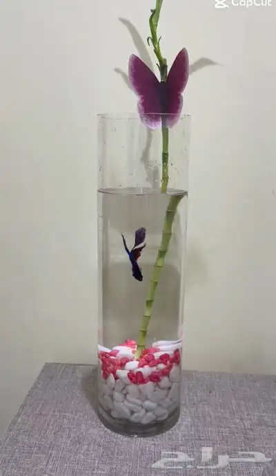 تنسيق سمك الفايتر 2
