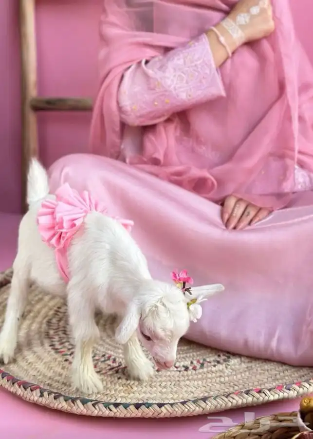 الماعز القزم الصغير الليف الجميل ماعز قزم 1