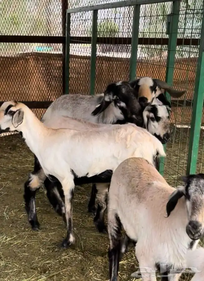 اغنام النيلور شيب النادرة 6