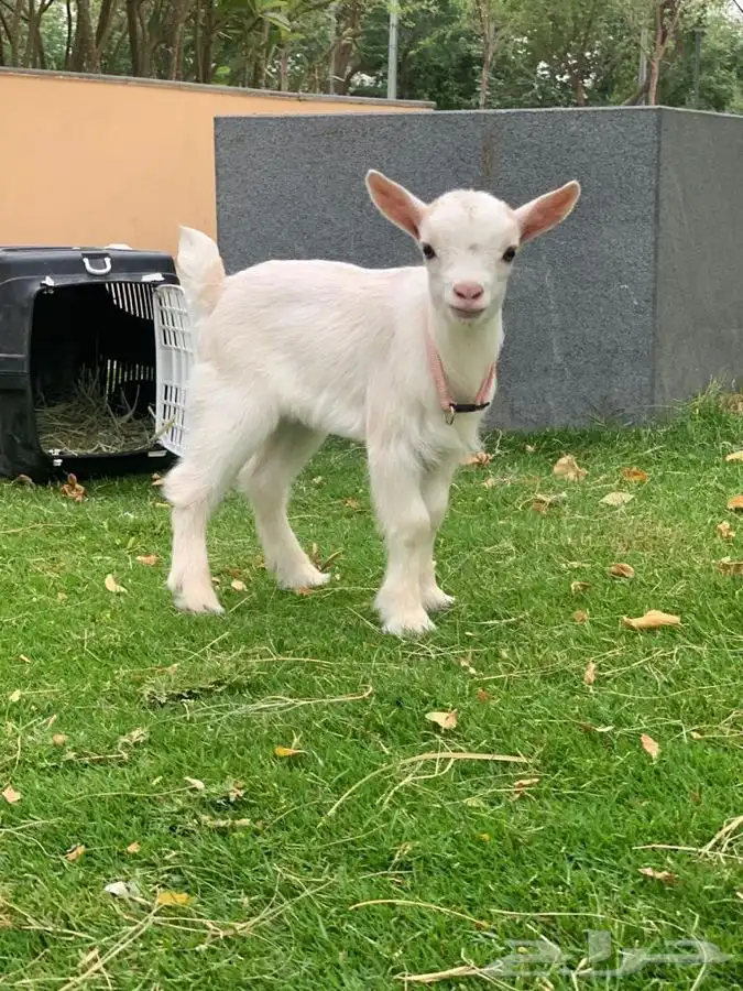 الماعز القزم الصغير الليف الجميل ماعز قزم 13