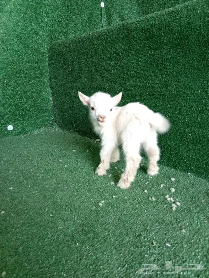 الماعز القزم الصغير الليف الجميل ماعز قزم 4