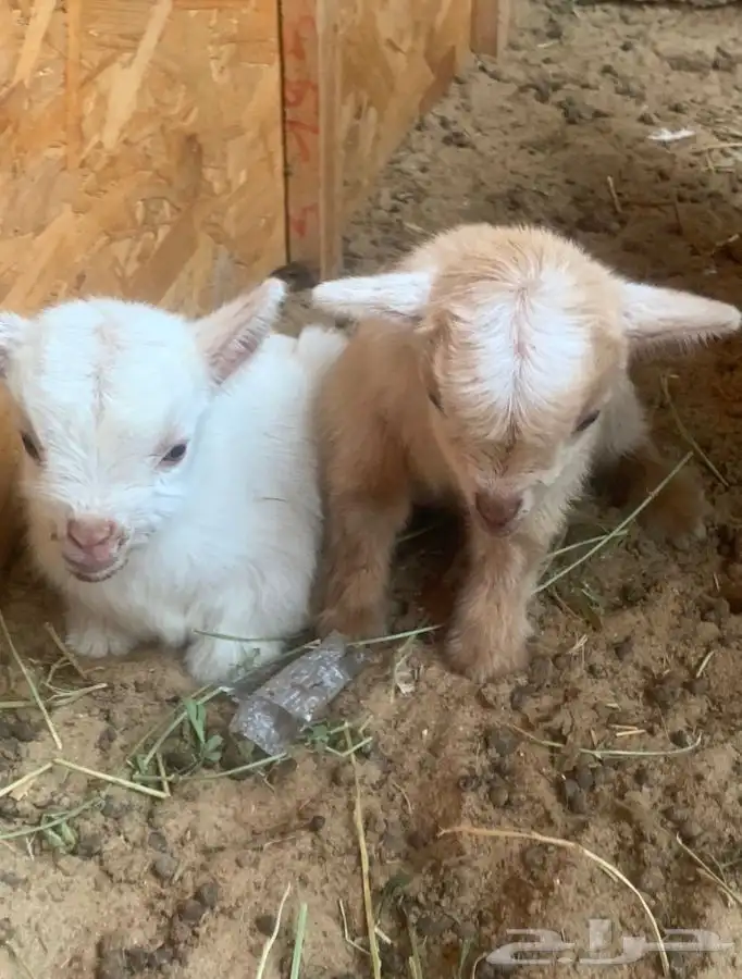 الماعز القزم الصغير الليف الجميل ماعز قزم 22