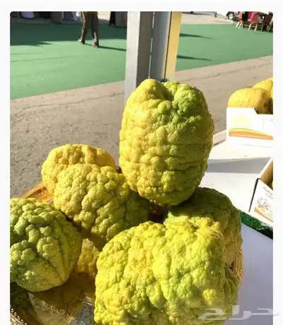 مشتل الاكليل 9