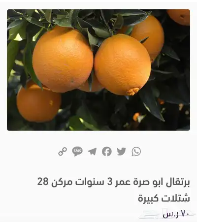 مشتل الاكليل 4