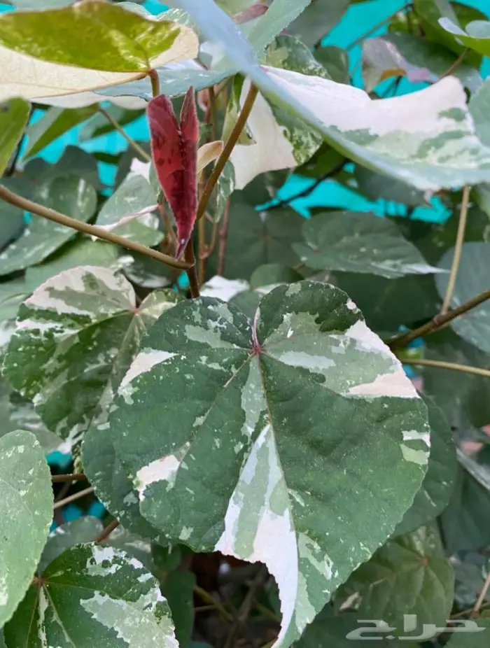 شتلات الخبيز الساحلي (المبرقش) 0