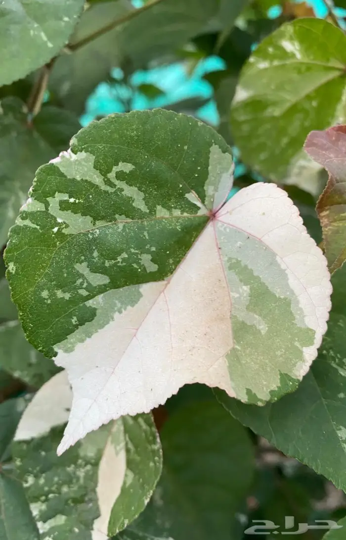 شتلات الخبيز الساحلي (المبرقش) 1