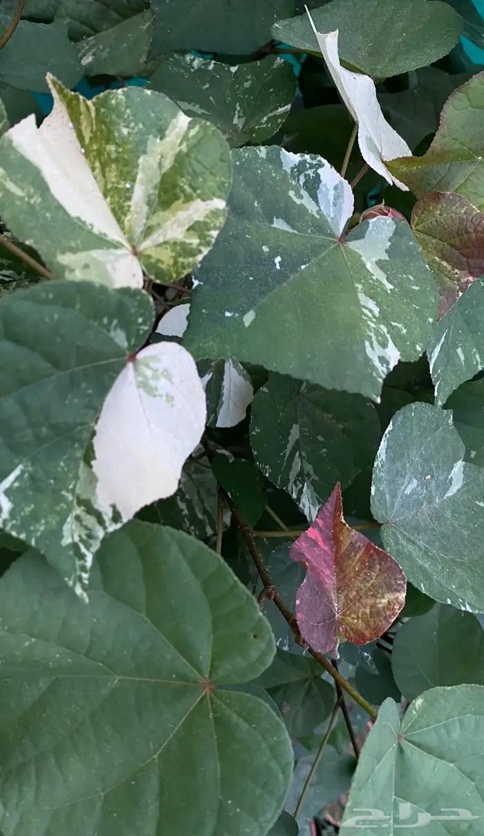 شتلات الخبيز الساحلي (المبرقش) 2