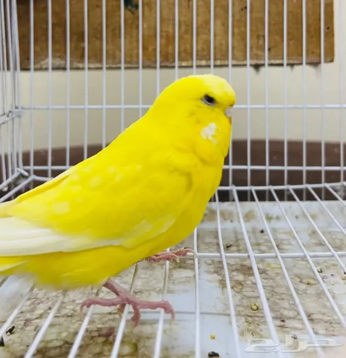 فواخر من طيور الحب البادجي لاتينو 2