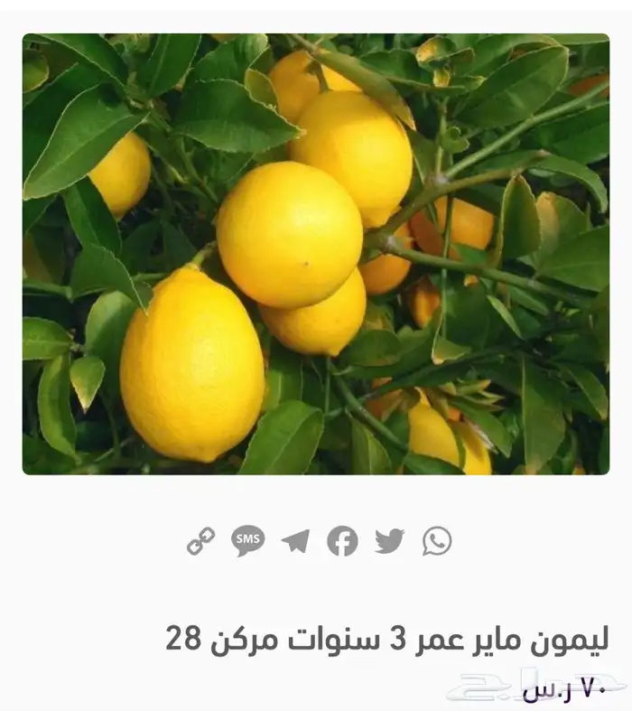 مشتل الاكليل 2
