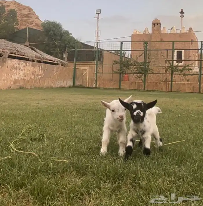 الماعز القزم الصغير الليف الجميل ماعز قزم 18