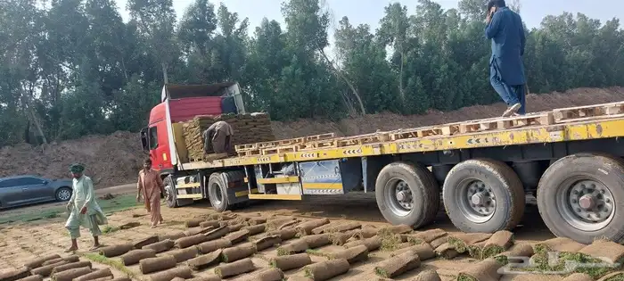 نجيله طبيعي ثيل طبيعي ثيل طبيعي c2000 1
