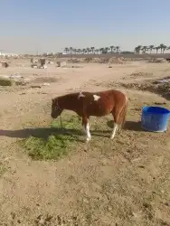 اجار خيول وجمال وسياسي وحنطور ودبابات 6