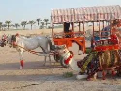 اجار خيول وجمال وسياسي وحنطور ودبابات 9