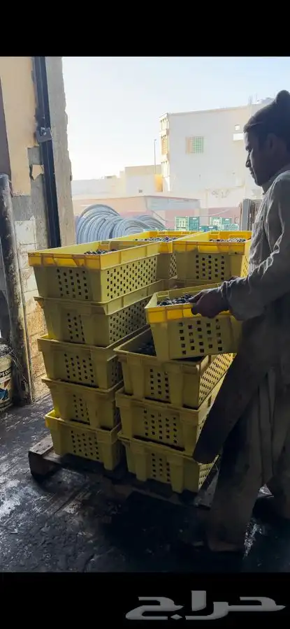 للبيع زيت زيتون اصلي انتاج مزارعنا 1