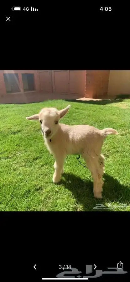 ماعز قزم الليف بديل القطط الماعز القزم الجميل الرضيع 21