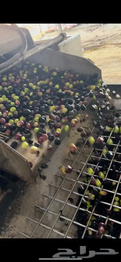 للبيع زيت زيتون اصلي انتاج مزارعنا 3