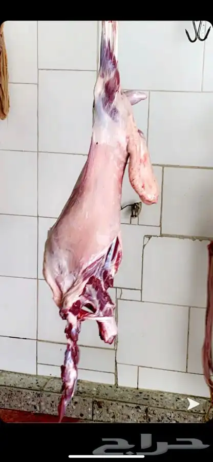 ذبايح مع خدمة الذبح والتوصيل 1