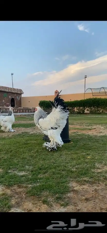 طقم براهما كولومبي سلالة كونك( تم البيع ) 3