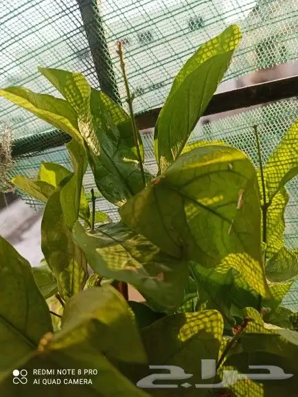 اعمال ارضيات الكافي والخرسانة ومايكرو سمنت بردورات انترلوك 14