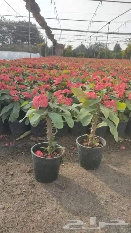 شتلات واشجار ونباتات بيع بالجمله 4