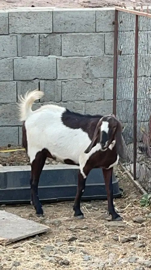 عنزين مصريات حص دفيع فواخر( تم البيع) 0