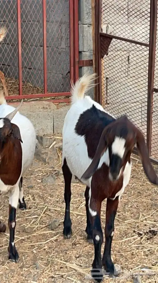 عنزين مصريات حص دفيع فواخر( تم البيع) 2