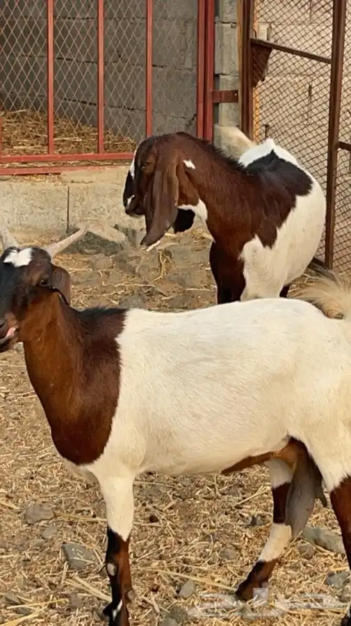 عنزين مصريات حص دفيع فواخر( تم البيع) 3