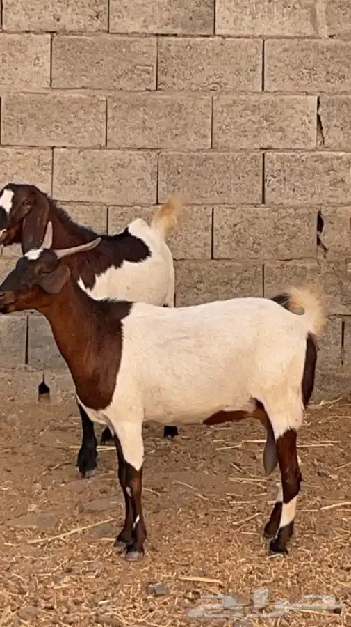 عنزين مصريات حص دفيع فواخر( تم البيع) 5