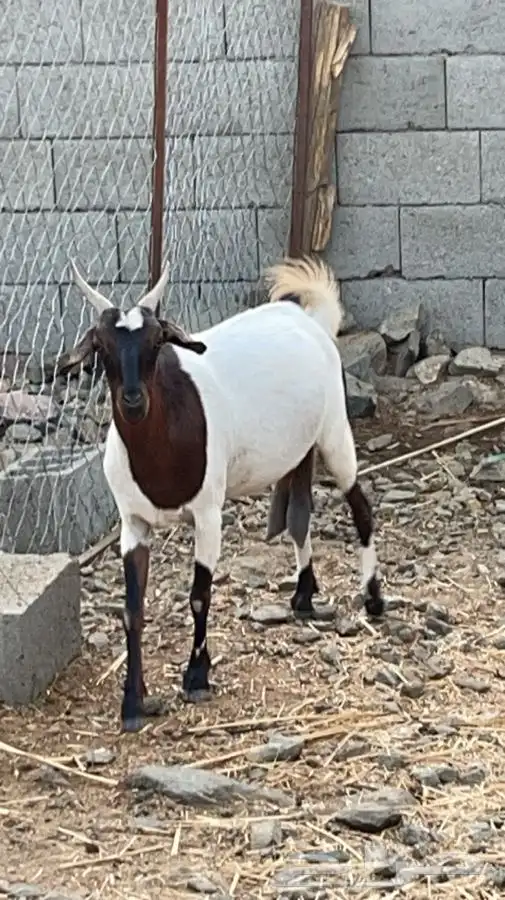 عنزين مصريات حص دفيع فواخر( تم البيع) 1