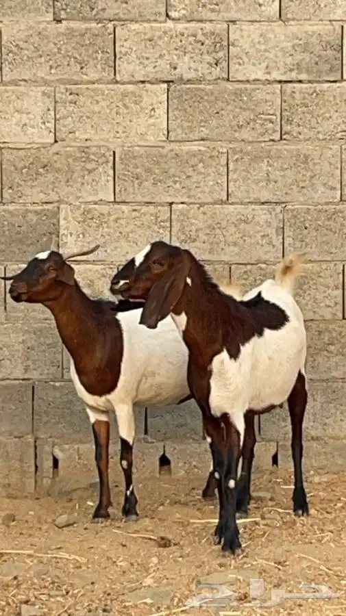 عنزين مصريات حص دفيع فواخر( تم البيع) 4