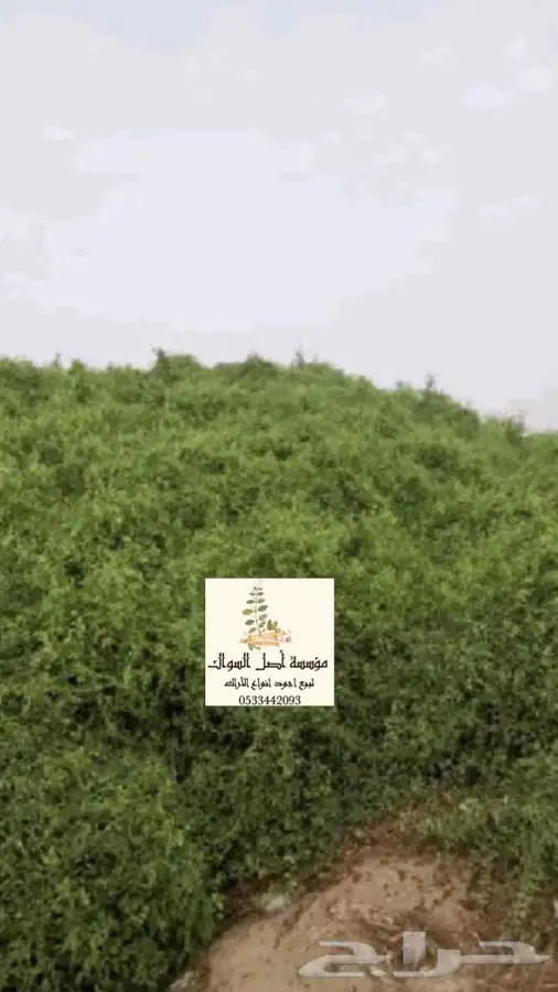 مسواك ابو حنش يصلك اينماكنت 7