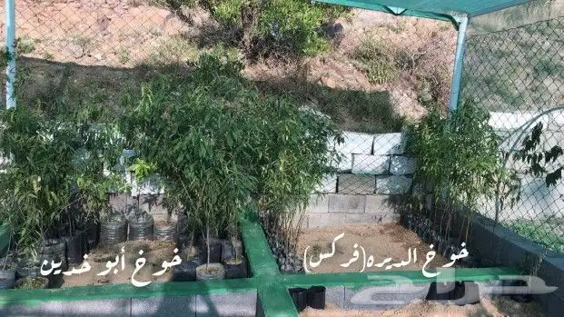 مشتل كوخ بجيله حداد بني مالك 5