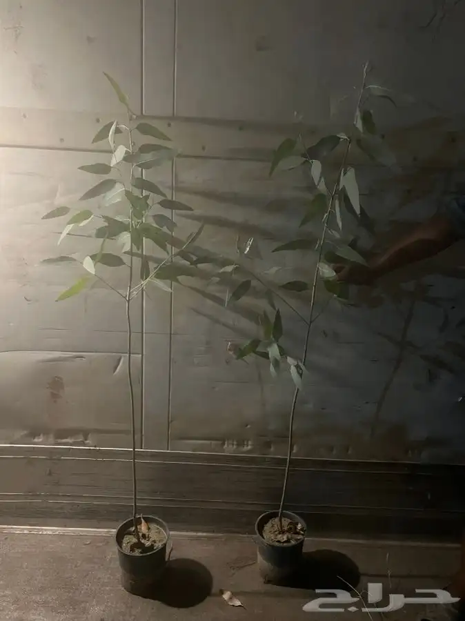 شتلات واشجار ونباتات بيع بالجمله 6