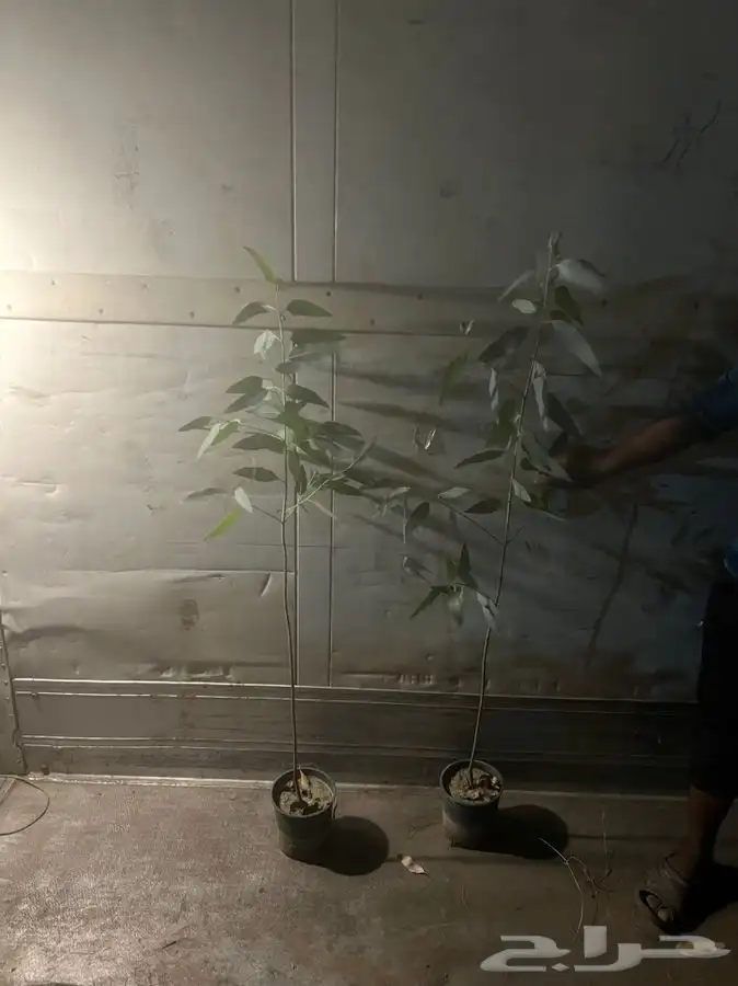 شتلات واشجار ونباتات بيع بالجمله 5