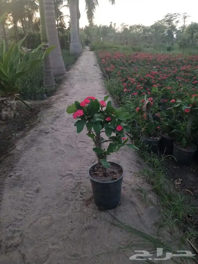 شتلات واشجار ونباتات بيع بالجمله 12