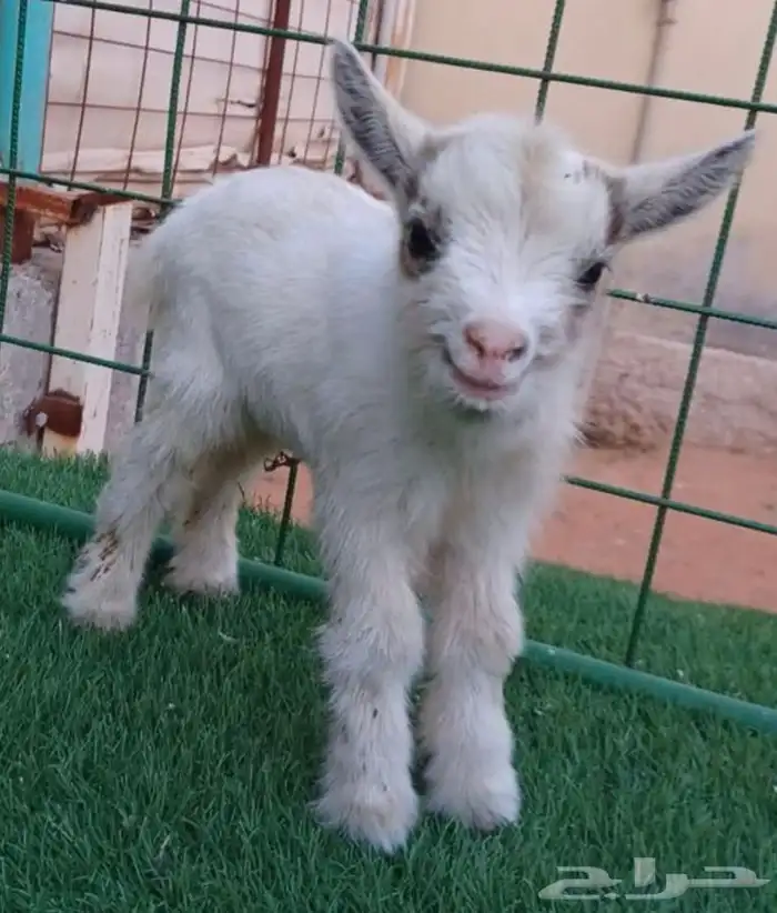 ماعز قزم الليف بديل القطط الماعز القزم الجميل الرضيع 15