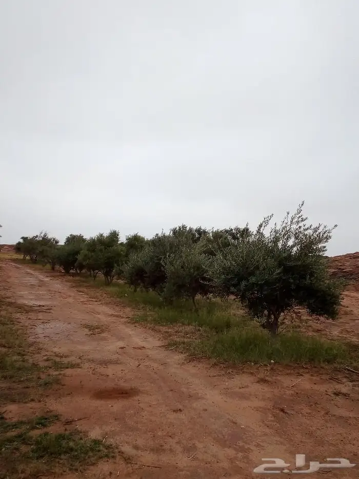 شجر زيتون للبيع 1