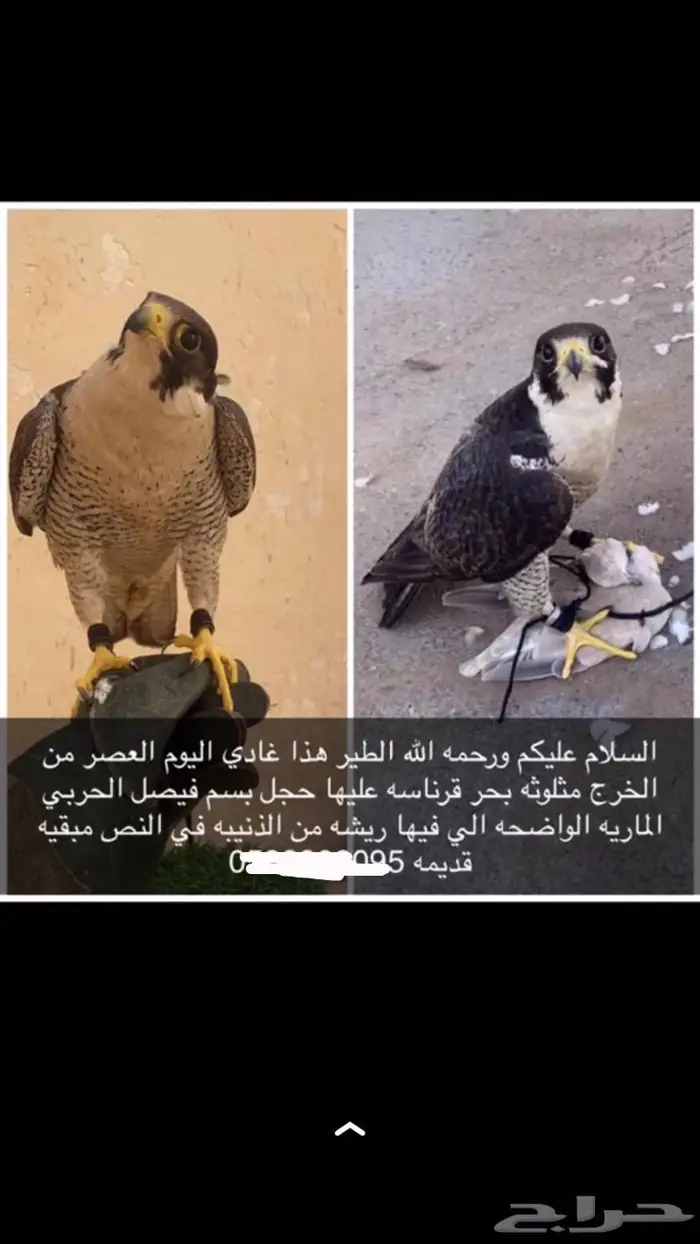 مفقود في الخرج 0