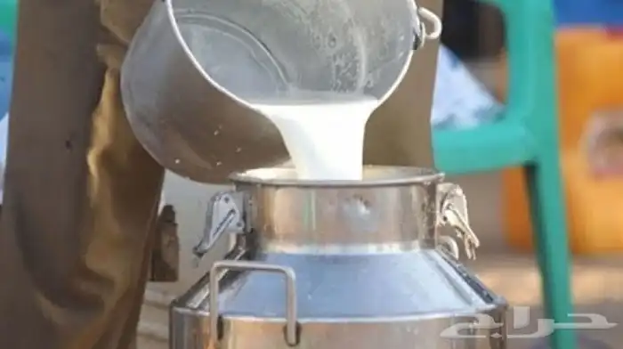 يتوفر لدينا يوميا  حليب بقر طازج وطبيعي الموقع الزلفي 0