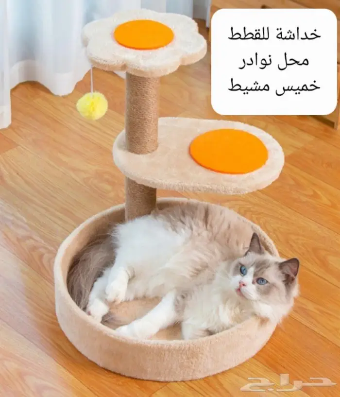داري فود قطط وجميع مستلزماتها نوادر 24