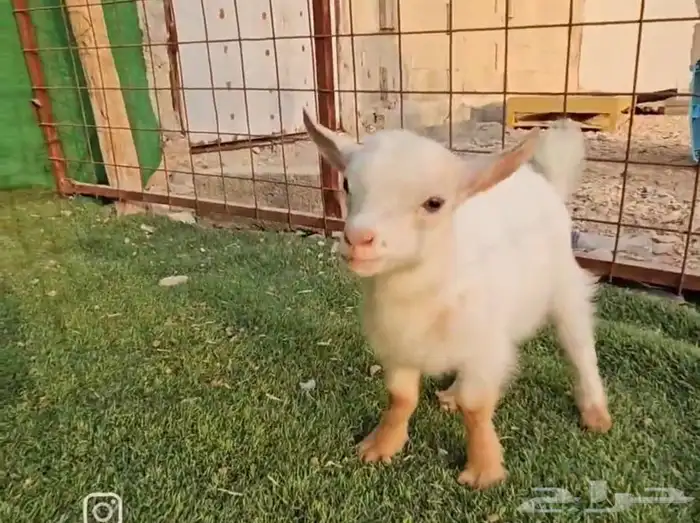 ماعز قزم الليف بديل القطط الماعز القزم الجميل الرضيع 4