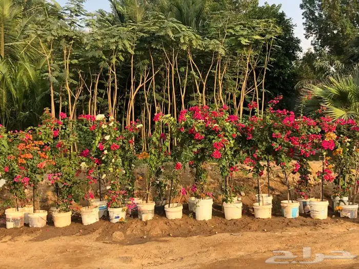 شتلات واشجار ونباتات بيع بالجمله 15