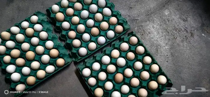 تم البيع. بيض دجاج بلدي 2