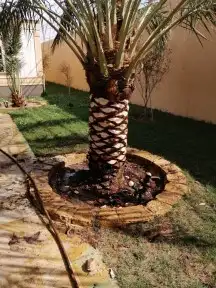 تكريب النخيل وترتيب الاشجار 15