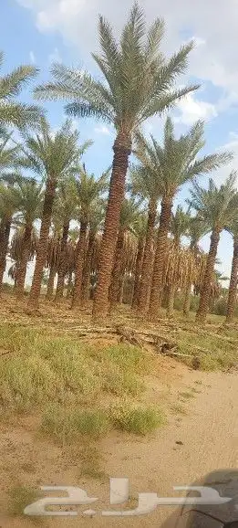 تكريب النخيل وترتيب الاشجار 11