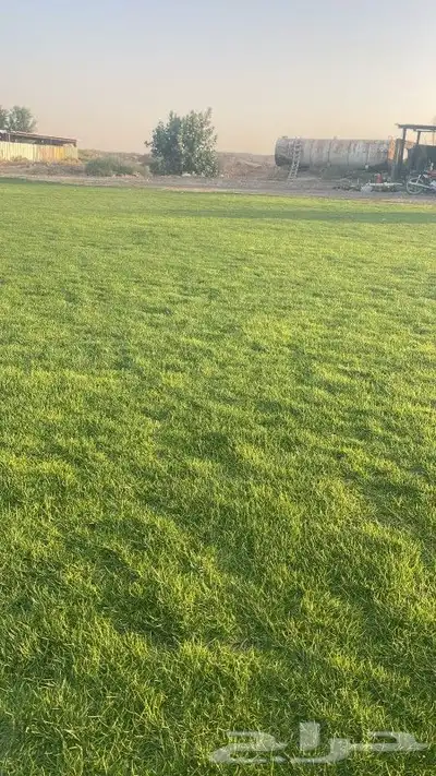 ثيل طبيعي 2
