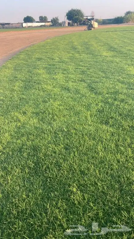 ثيل طبيعي 1