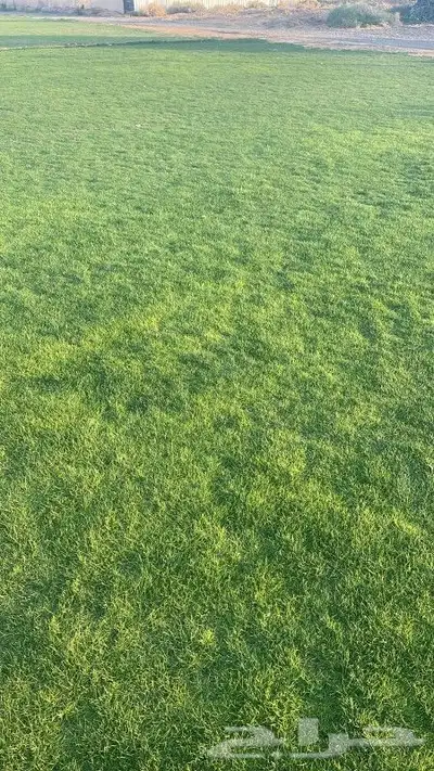 ثيل طبيعي 5